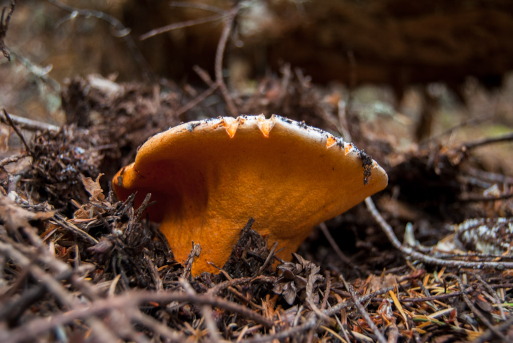 100 Mushrooms on Vancouver Island Conifer Coral Hercium (Hericium