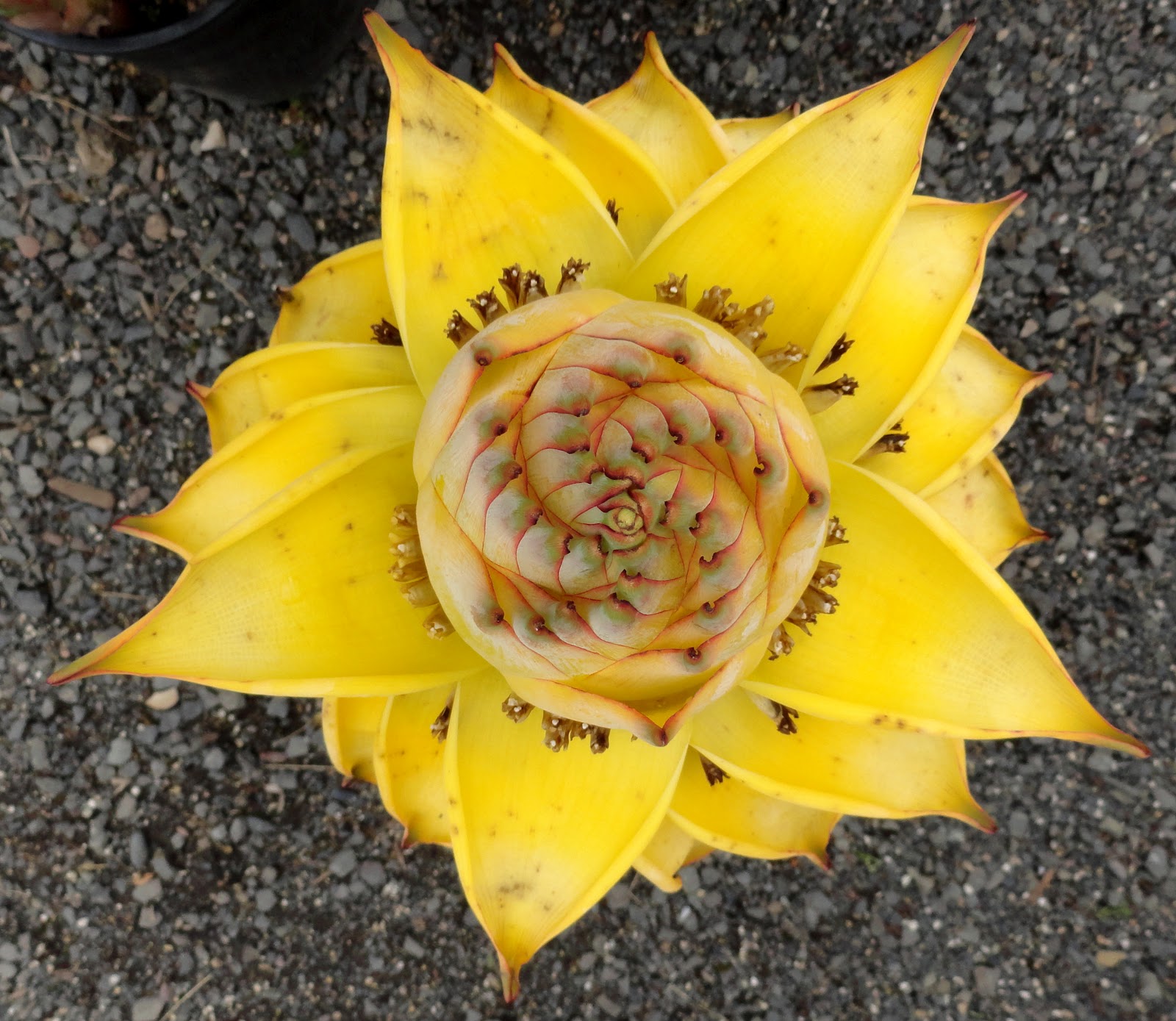 danger garden Chinese Yellow Bananas at Cornell Farms Nursery