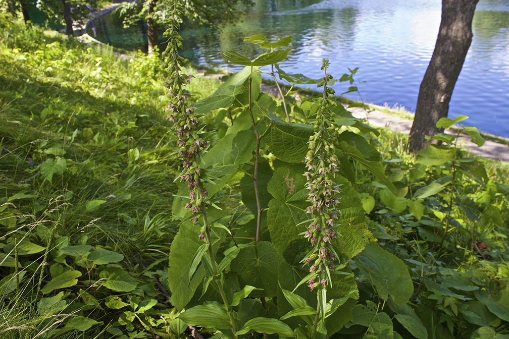 rencontres foug eres