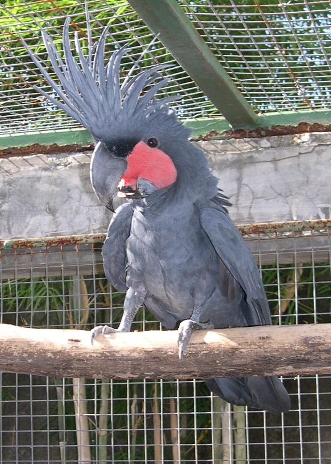 Daftar Harga Burung Kakatua Daftar Harga Burung Kicau