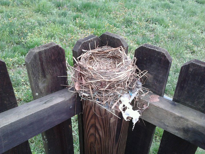 thats all i need is some bird