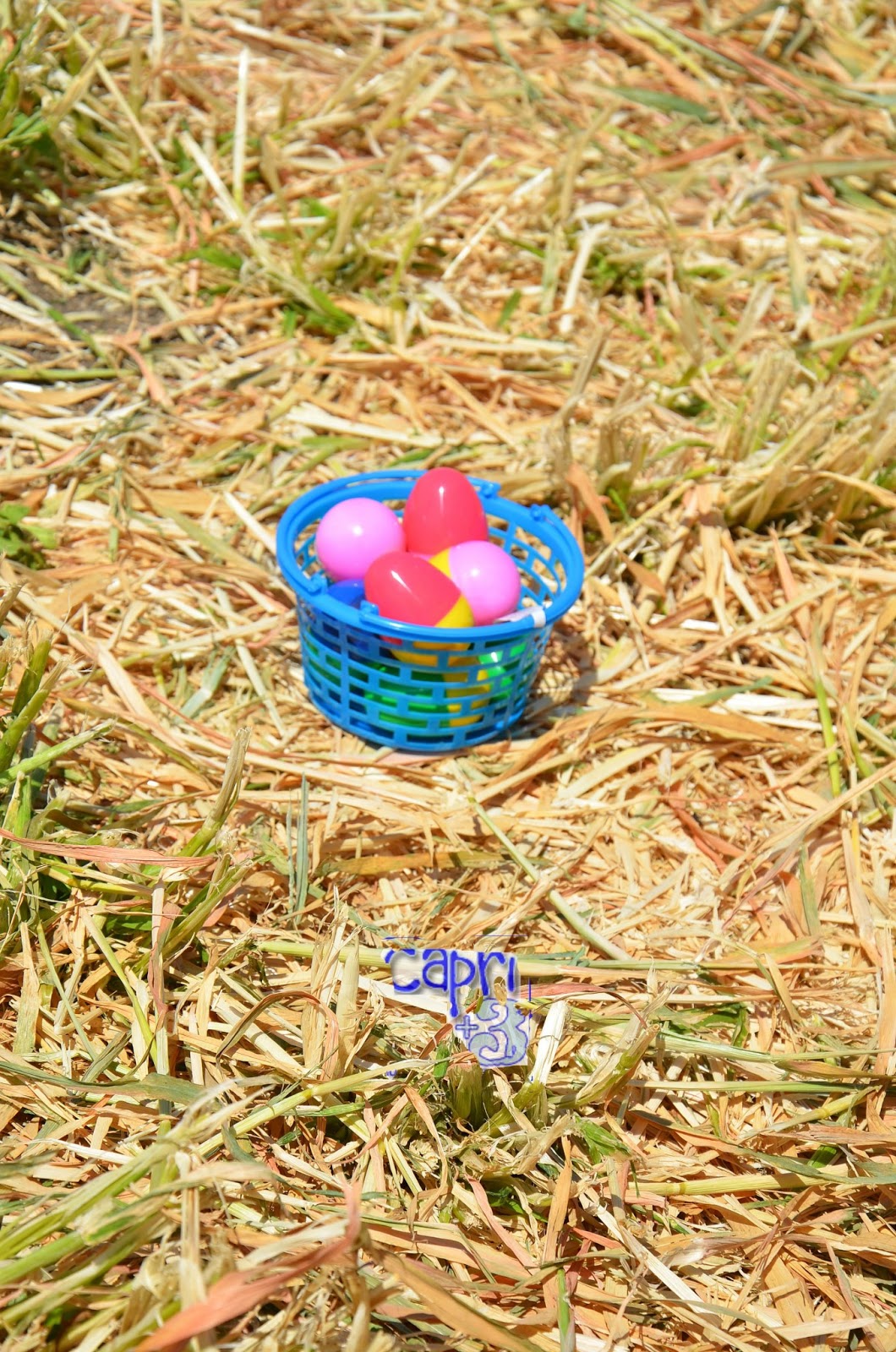 Easter Bunny Encounter & Egg Hunt on the Farm Capri + 3