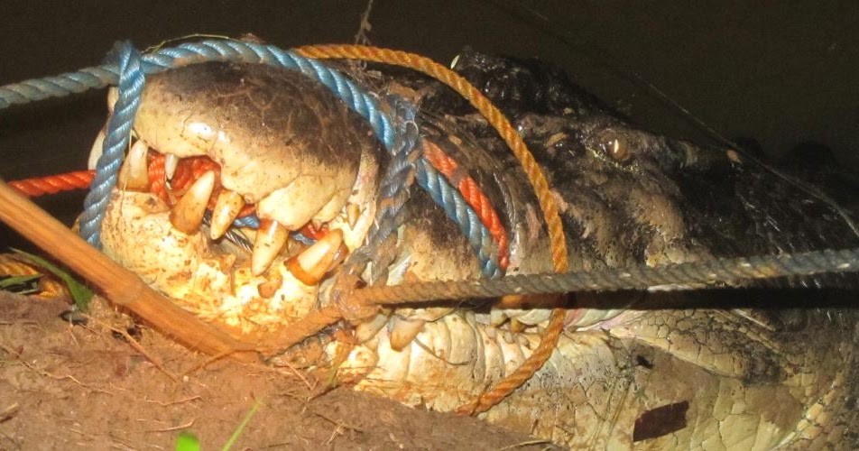 At Least Nobody Was Killed It Was No >> Croc Blog: What really killed Lolong? At Least Nobody Was Killed It Was No >> Croc Blog: What really killed Lolong?