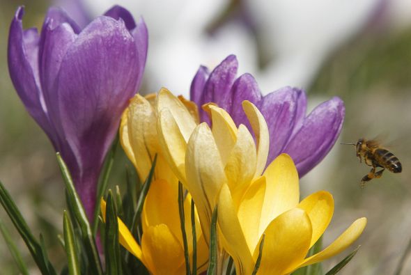 Unjardinsostenible Com Photinia X Fraseri Red Robin
