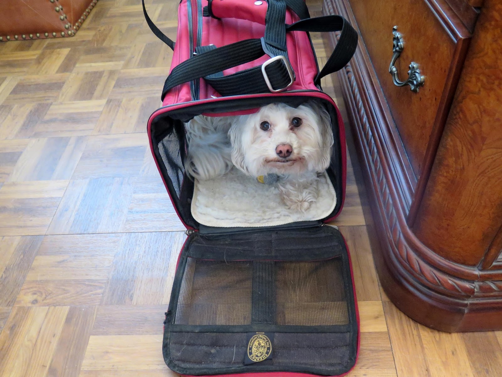 Dogs Luv Us and We Luv Them Tips For Air Travel With Pets