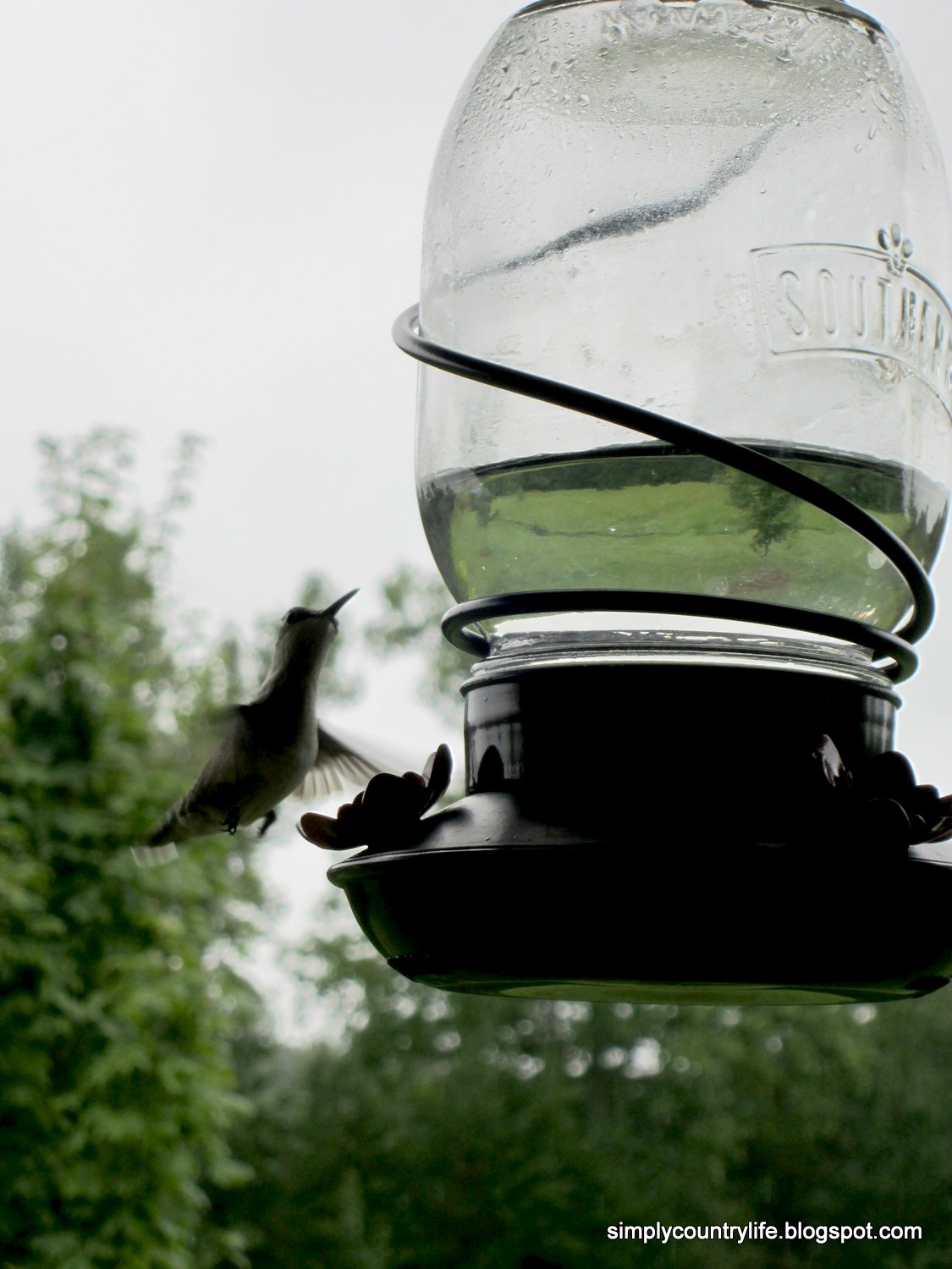 Simply Country Life Homemade Hummingbird Feeder Water