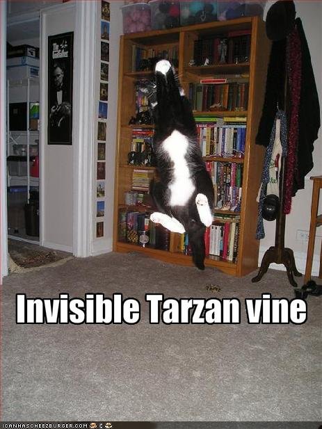 http://1.bp.blogspot.com/-wYRNlIx9VrE/Toyv-MAMh0I/AAAAAAAACYw/oqAW2Np58yM/s1600/funny-pictures-cat-has-an-invisible-tarzan-vine2.jpg