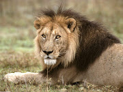 African Lion Tanzania, AfricaLion Wallpaper (african lion tanzania africa hd desktop wallpaper)