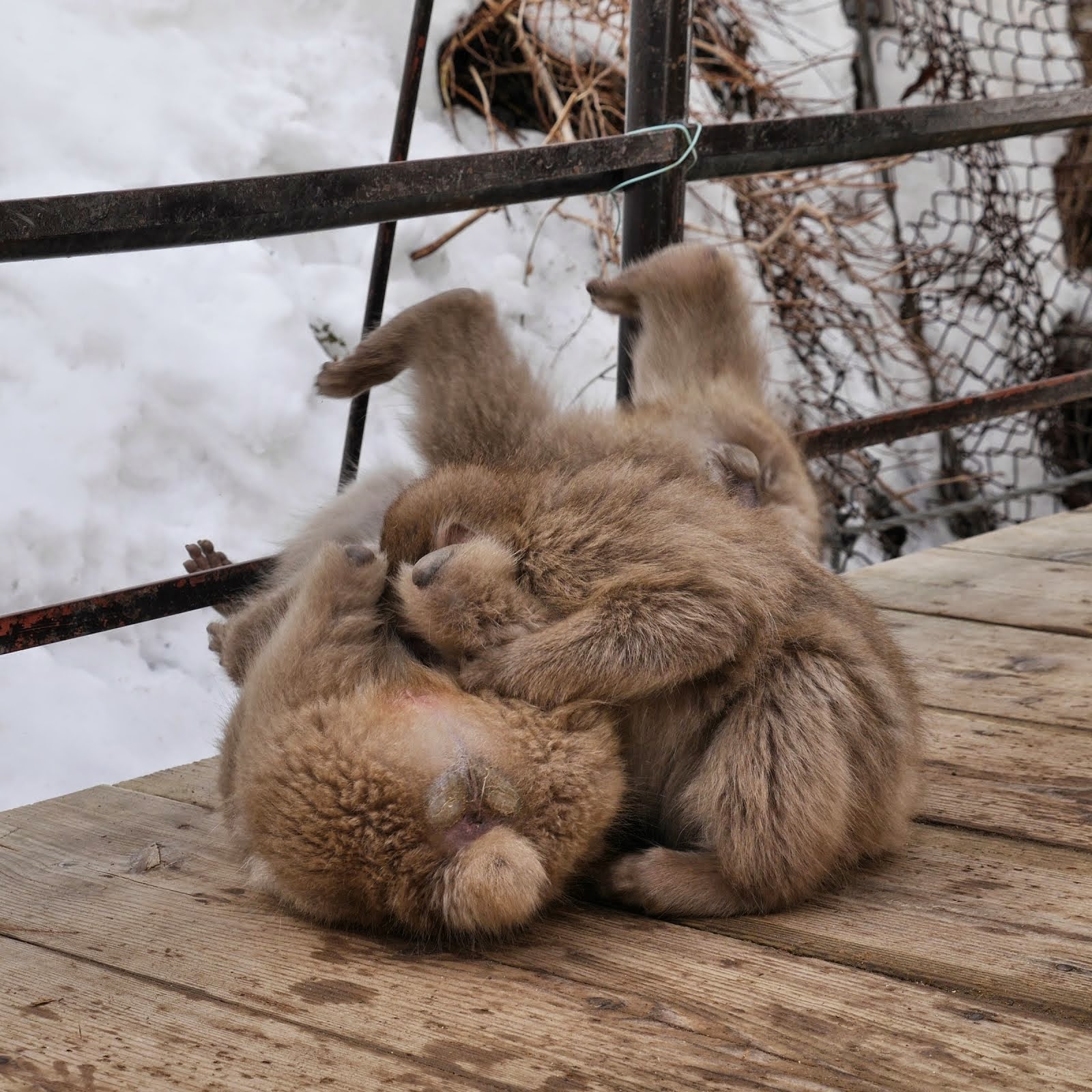 Playful Fluff Balls