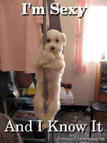 Im-Sexy-And-I-Know-It-Funny-Dog-On-Pole.jpg