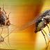 Diệt Muỗi Tại TPHCM Ở Đâu Là Tốt Nhất, Phun những Loại Thuốc Diệt Muỗi Gì ?