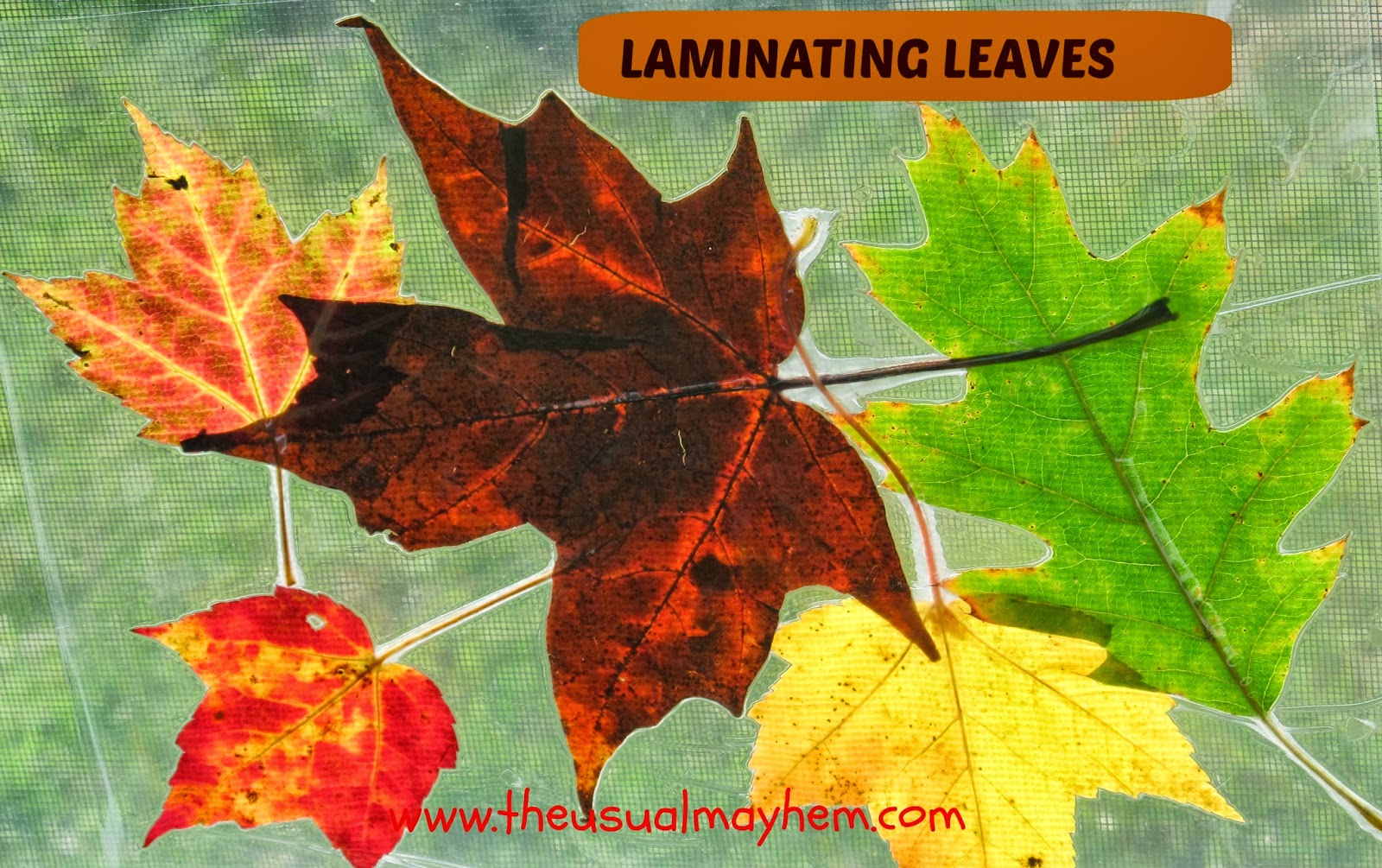 Fall Laminated Leaf Placemats And Window Decorations The Usual