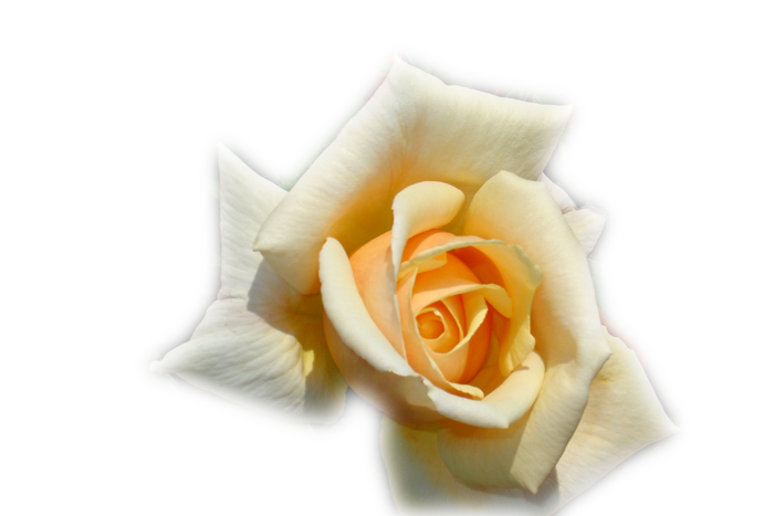 Imágenes png y mucho más: paisajes y flores png