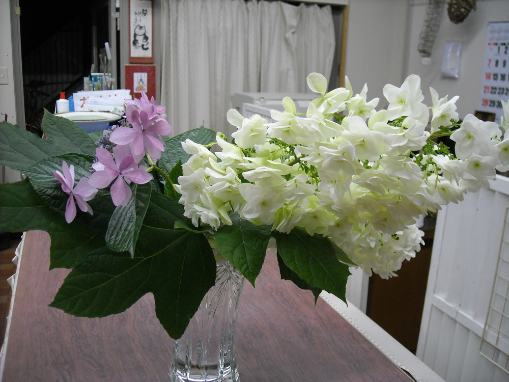 ふれくれ日記 トマトとあじさいいただきました ありがとうございましたヽ ノ