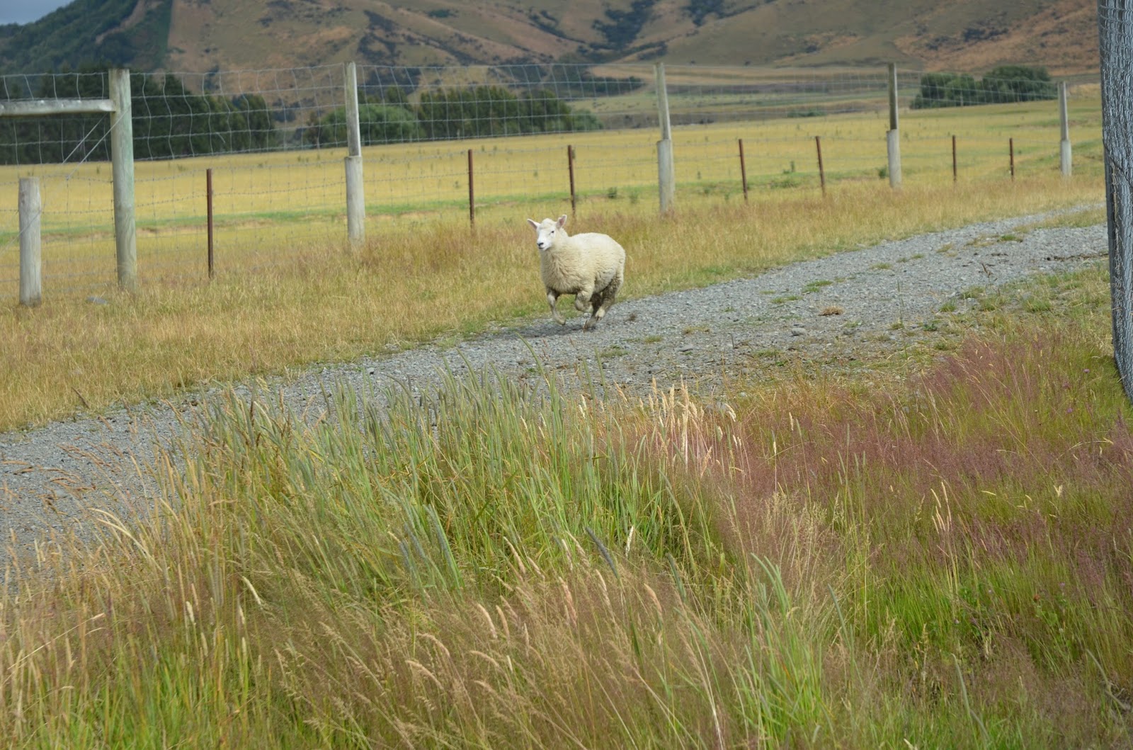 Life As Ty Sees It: Sheep!; Unemployed Sheepdogs; Clay Cliffs; Queenstown; Rudy! Bungy ...