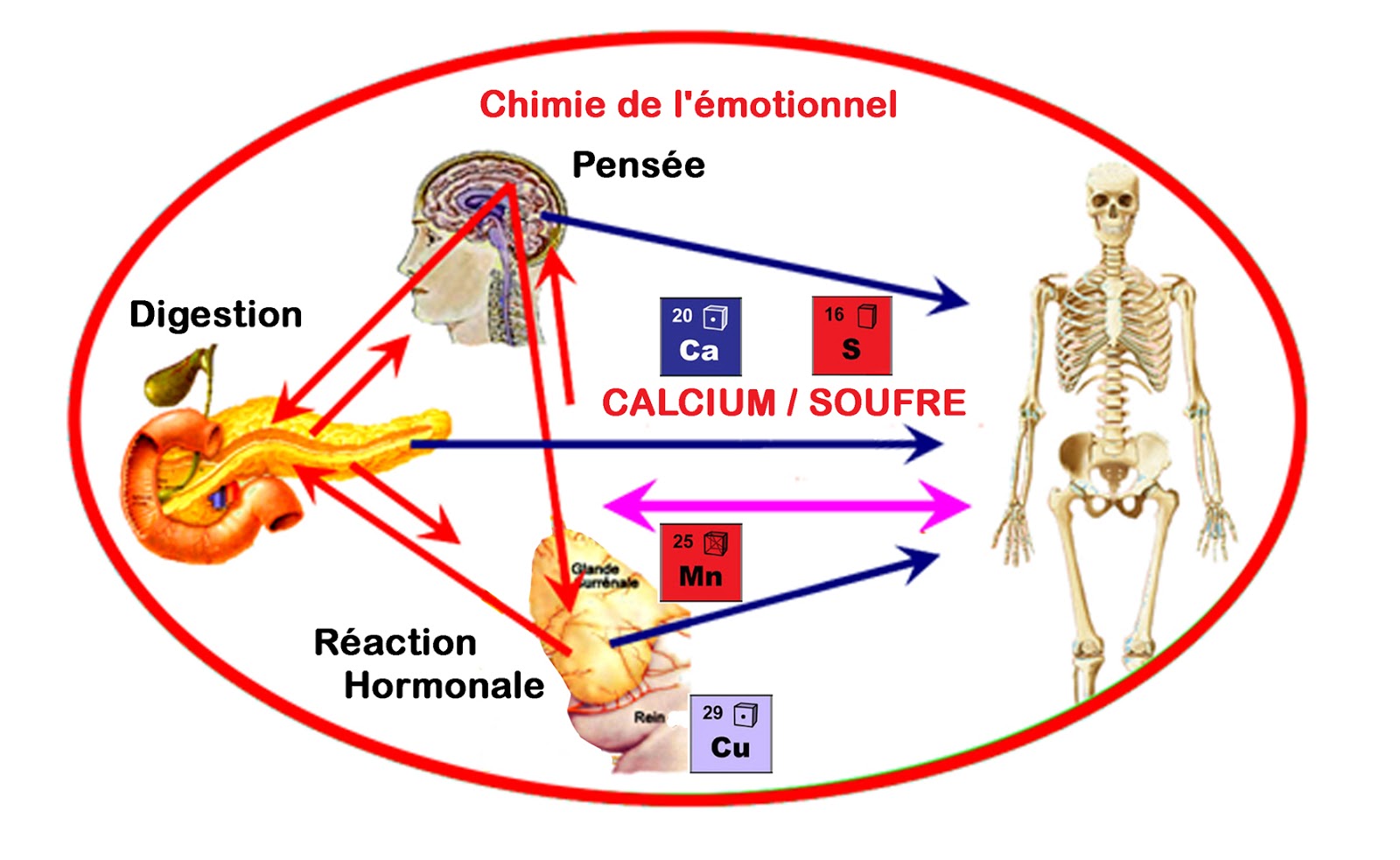 Chimie naturelle de l'émotionnel