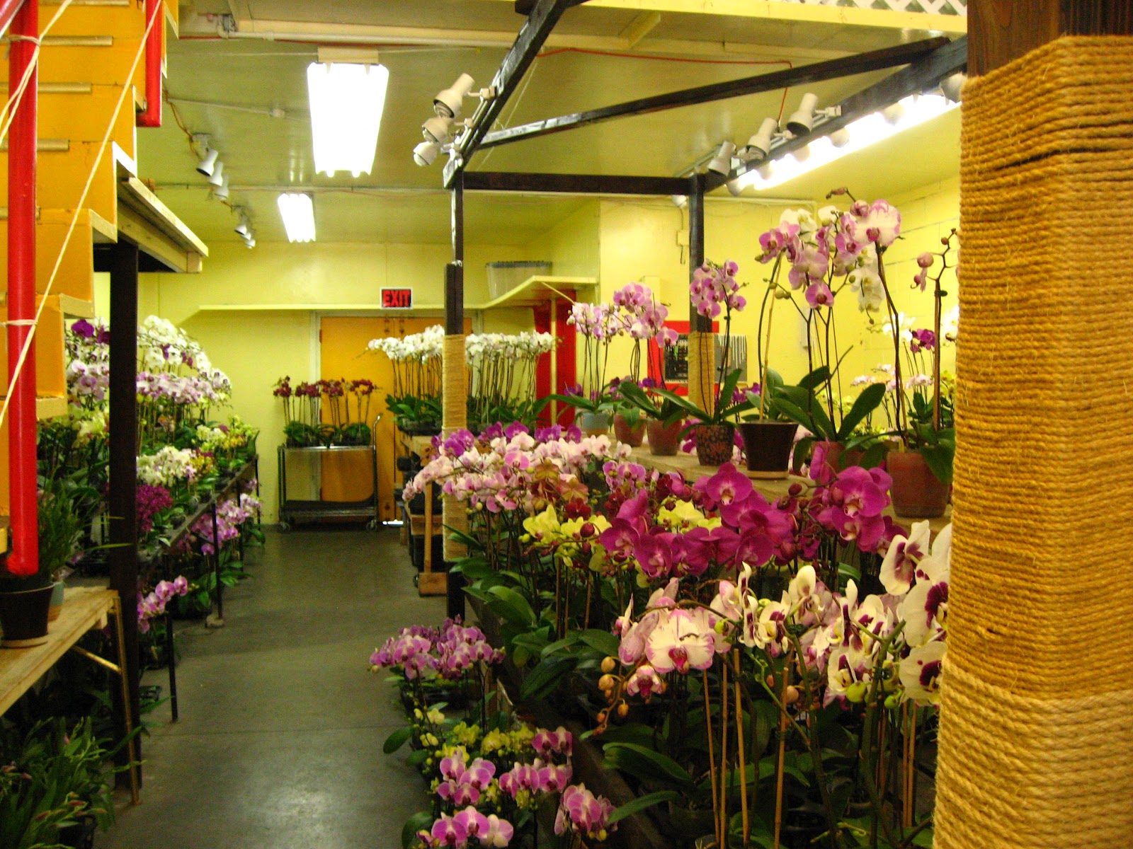 Orchidholics Anonymous San Francisco Flower Mart