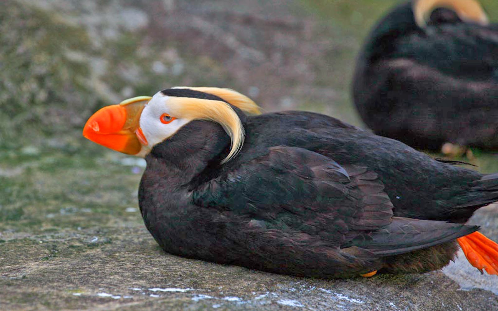 wallpapers tufted puffin wallpapers wallpapers tufted puffin wallpapers