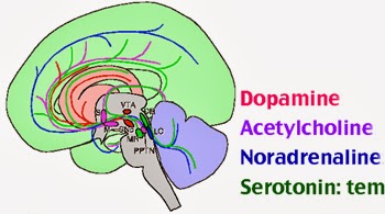 Secretion of the neurotransmitter
