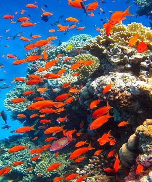 Fishing schools Stunning nature