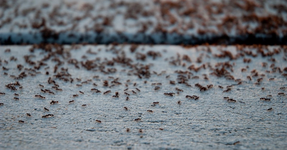 The Viz Ants on the sidewalk nature's installation piece