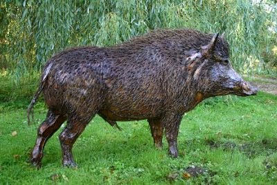 Boar, Wild Frequency Common