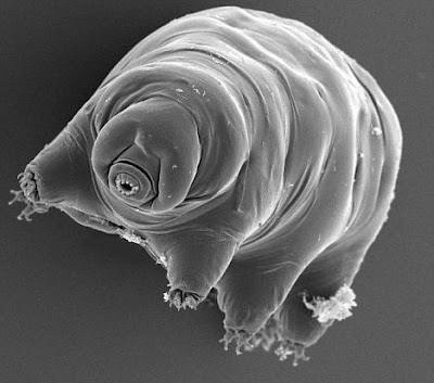 史上「最強不死生物」水熊蟲（tardigrade）