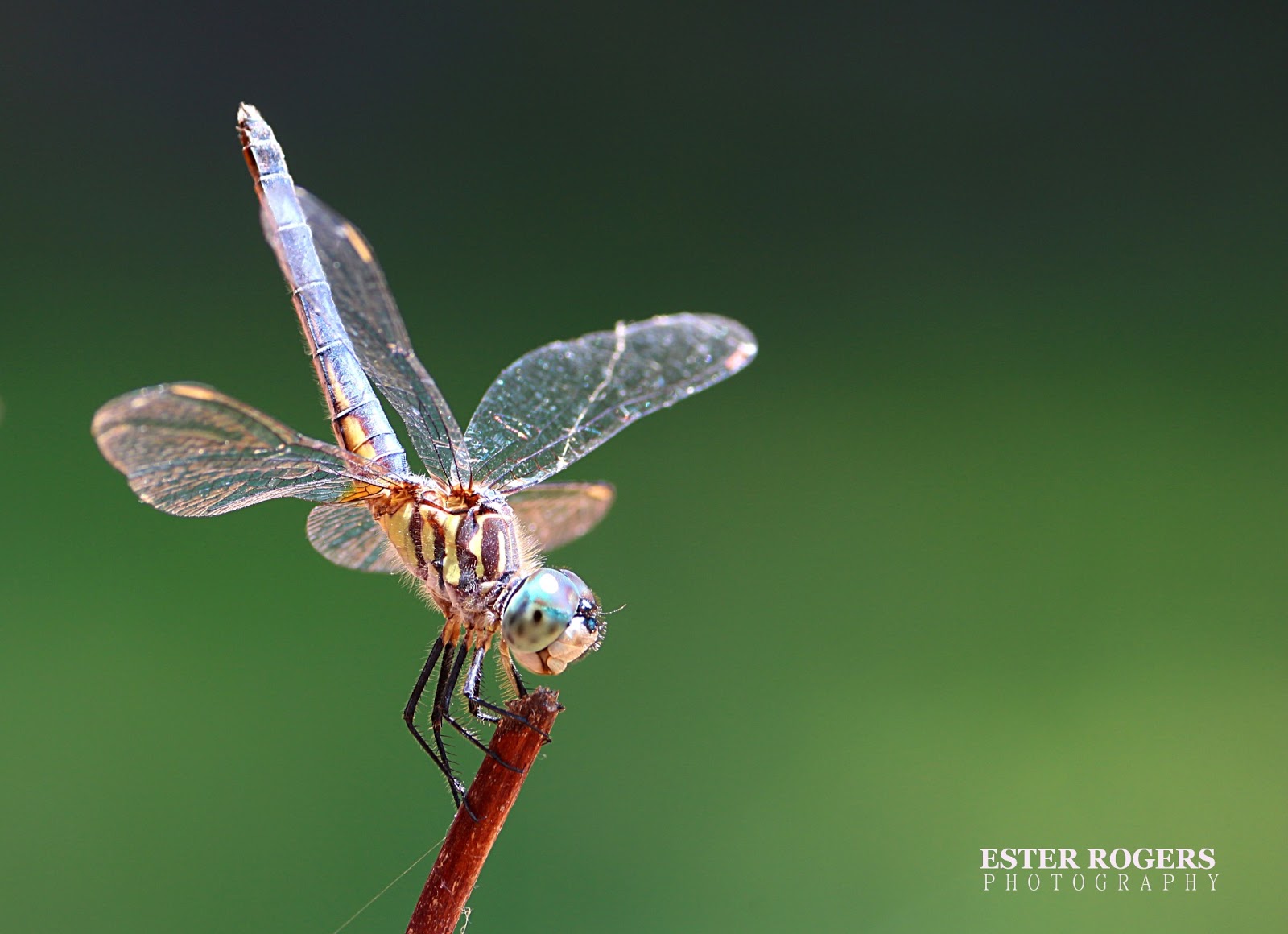 Ester Rogers Photography Why Dragonflies Point Their Tails Straight Up?
