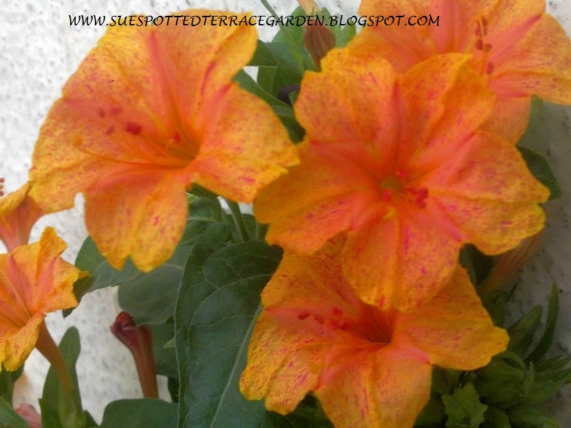 Plants Growing In My Potted Garden. How To Grow 4 o'clock / Mirabilis