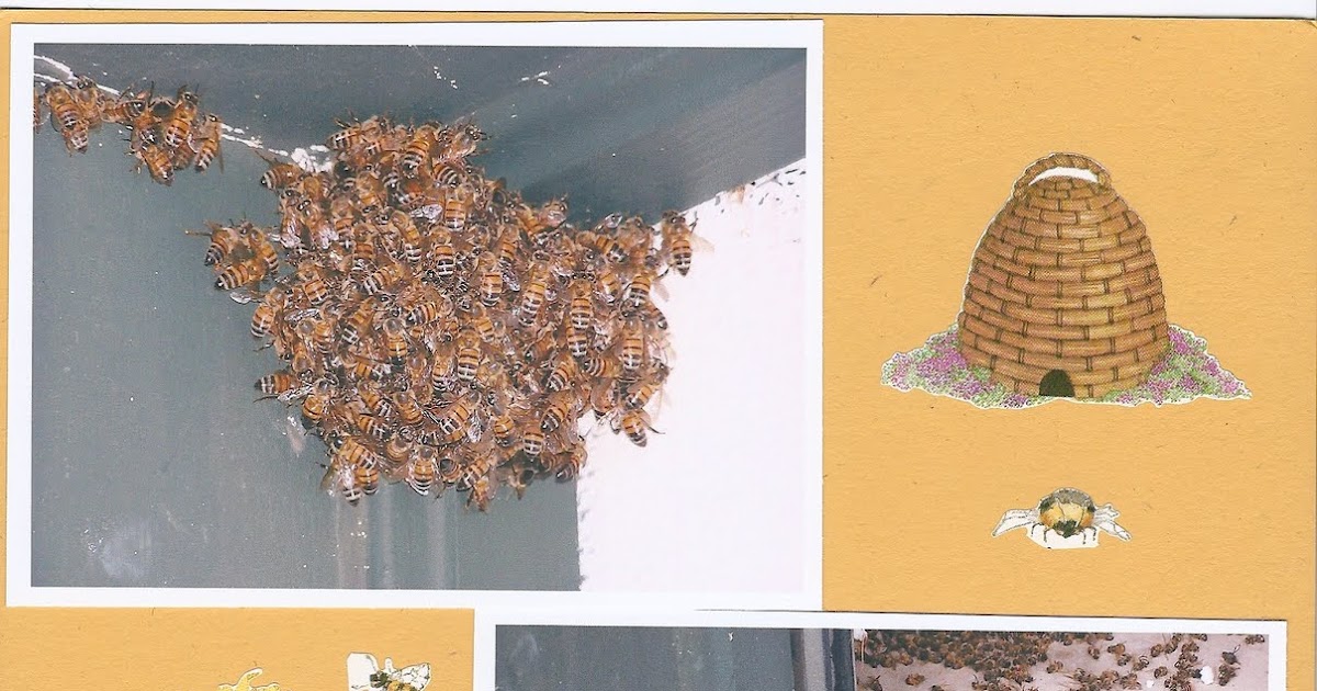 Tales of a Trophy Wife Get rid of Bees and Wasps with Dish Soap