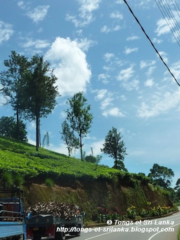 sur la route du thé au Sri lanka