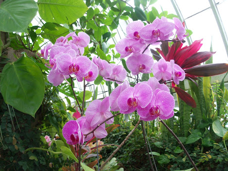 Orchids