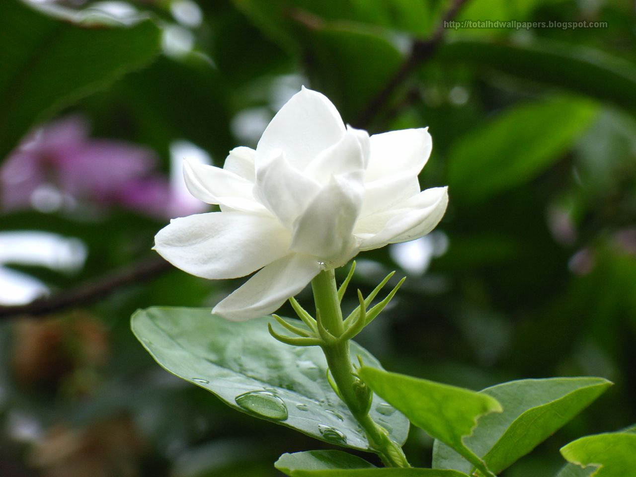 flower images hd wallpaper wallpapers hd flower images hd wallpaper wallpapers hd