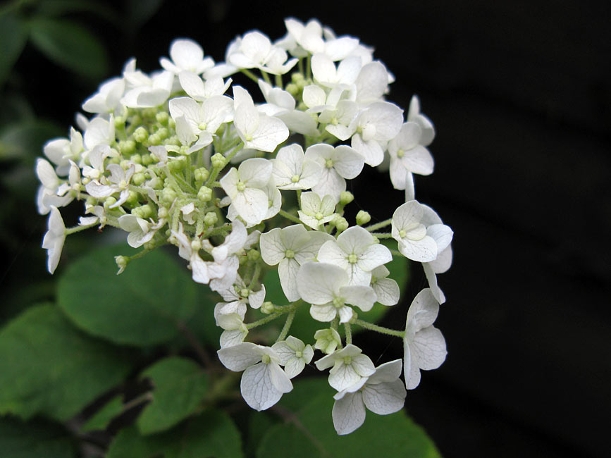 Love Lilac White Hydrangea