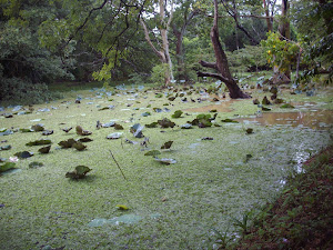 Water lakes carpeted with water vegetation in Sigiriya forests.(Wednesday 24-10-2012)