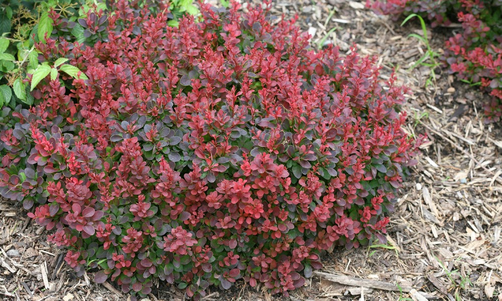 Gardening Granny S Gardening Pages Barberry