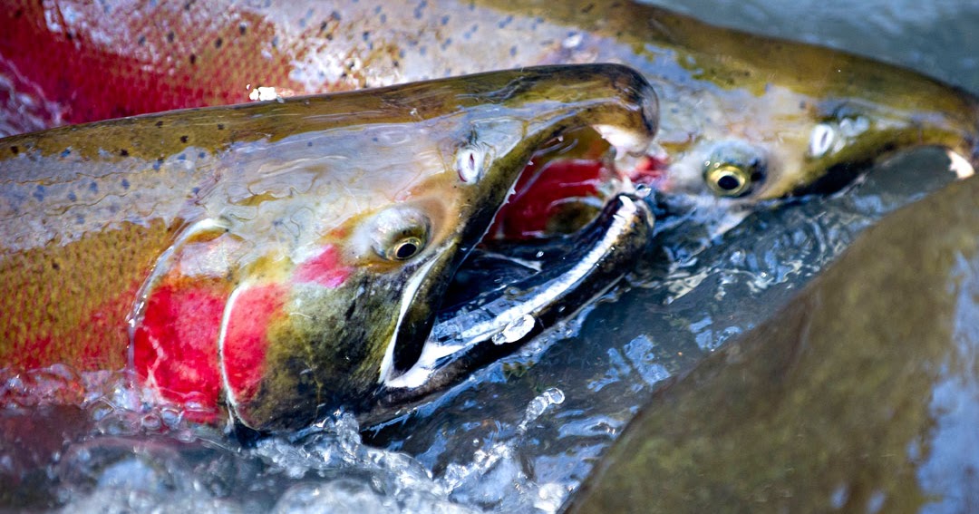 Robin Loznak Photography Spawning wild Oregon coho salmon