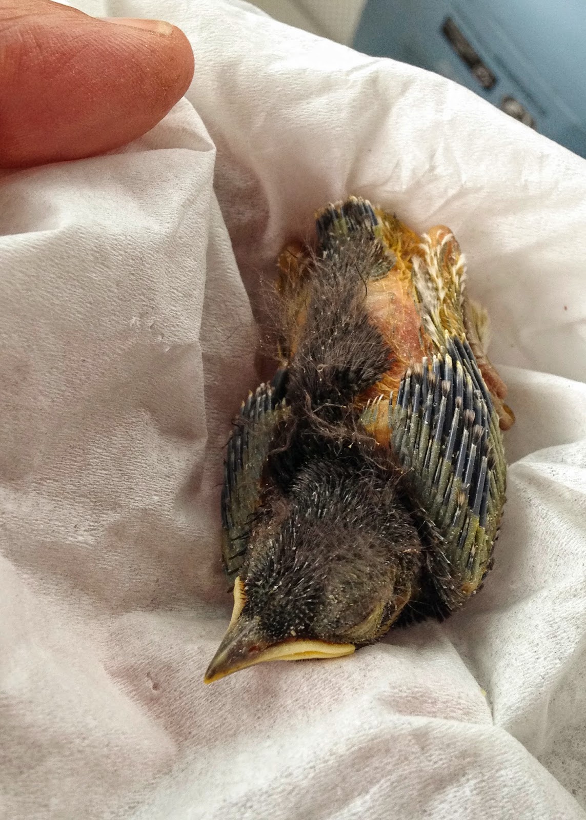 Raising an Eastern Bluebird: Rescue Day of Eastern Bluebird Nestling