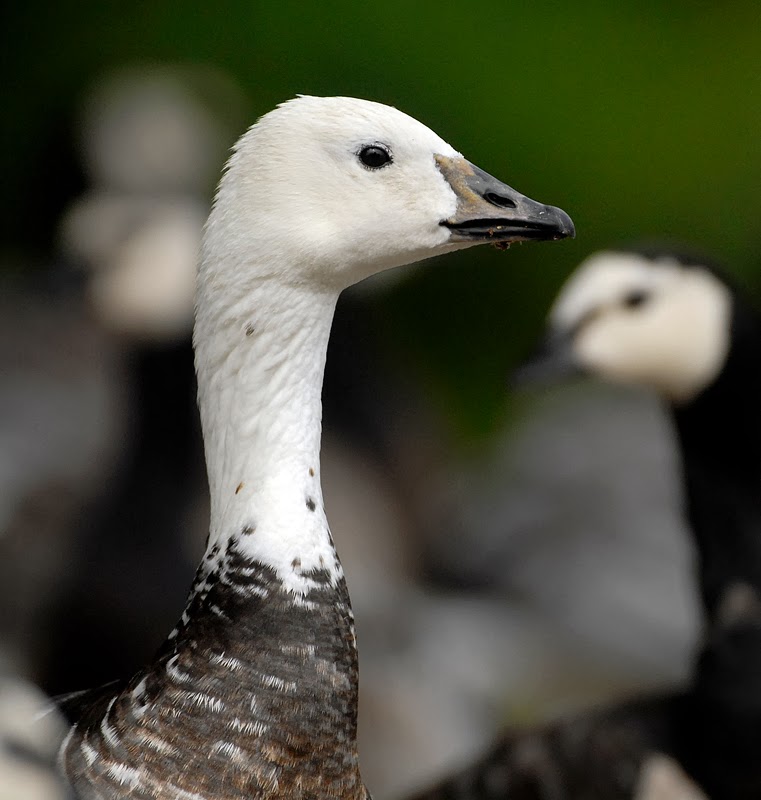 Bird Hybrids Snow Goose x Barnacle Goose