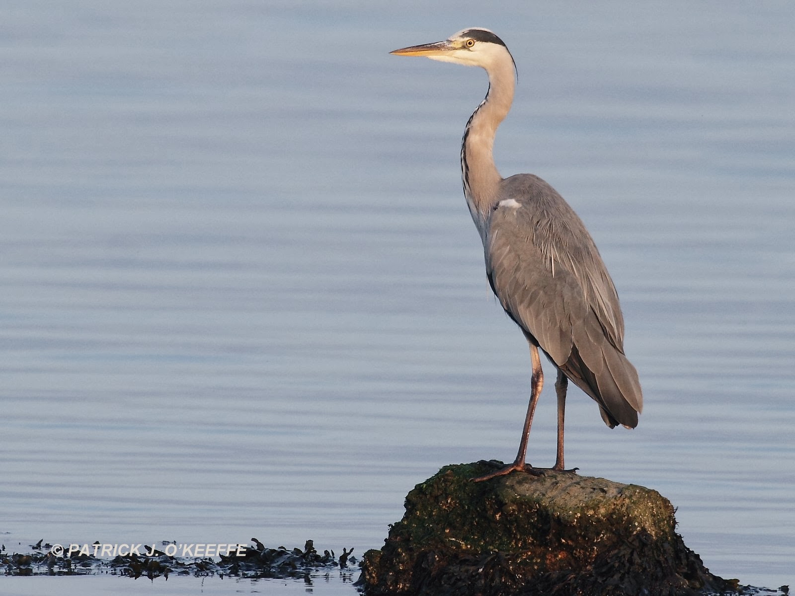 Raw Birds GREY HERON (Ardea cinerea) Broadmeadow Estuary, Swords
