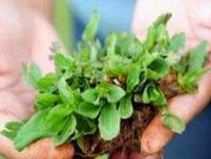RUMPUT UNTUK TAMAN RUMAH, RUMPUT GAJAH MINI, RUMPUT GOLLF, RUMPUT PEKING, RUMPUT JEPANG http://tukangtamanqu.blogspot.com/2014/11/rumput-untuk-taman-rumah-rumput-gajah.html