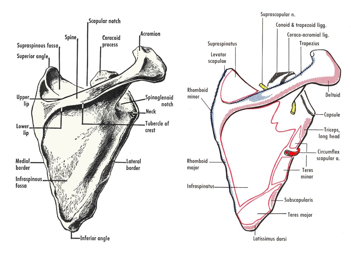 Scapula Dunia Perubatan