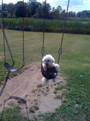 Cute Swinging Dogs Seen On www.coolpicturegallery.us