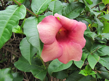 Que venha o outono,mas que permaneça o perfume da flores..