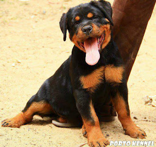 facts about Cute Rottweilers