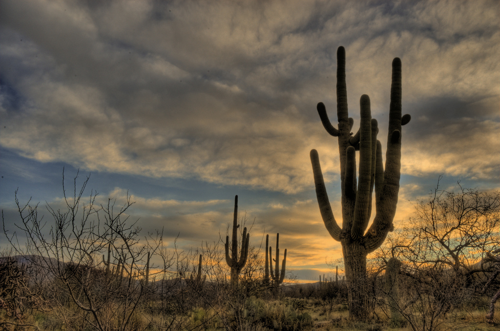 Download Modifikasi Daun Kaktus PNG