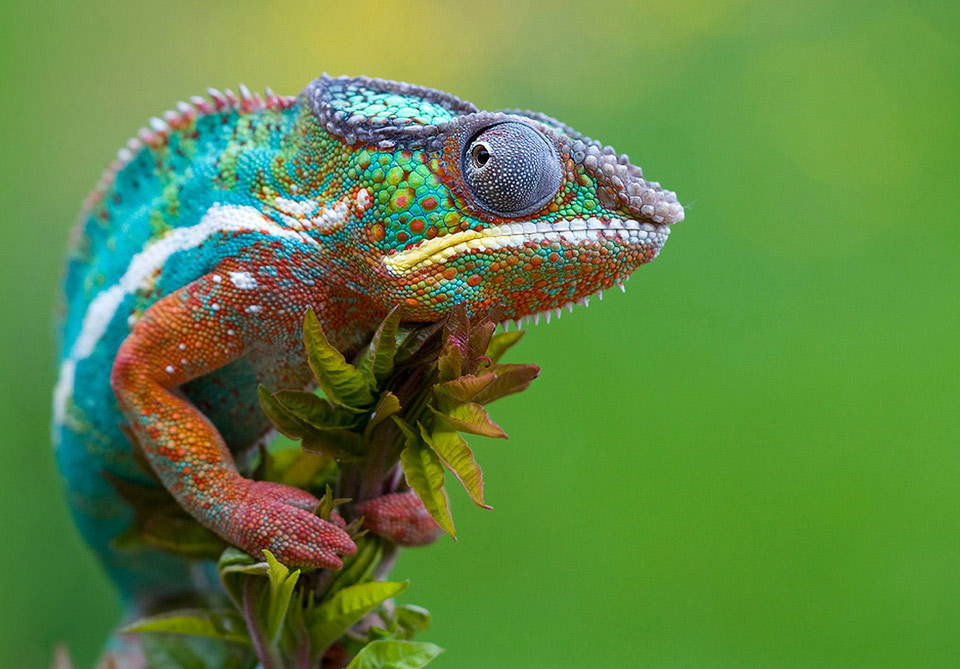 Fascinating Articles and Cool Stuff: The Most Beautiful Animals