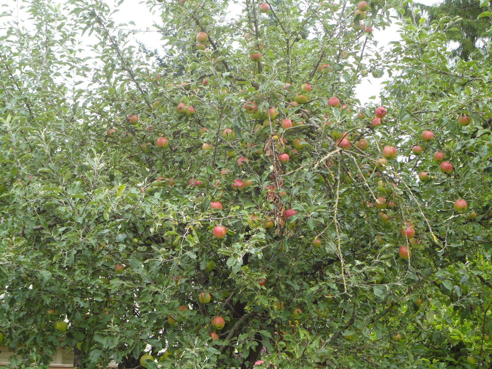 Red Jonathan Apples recipesncrochet