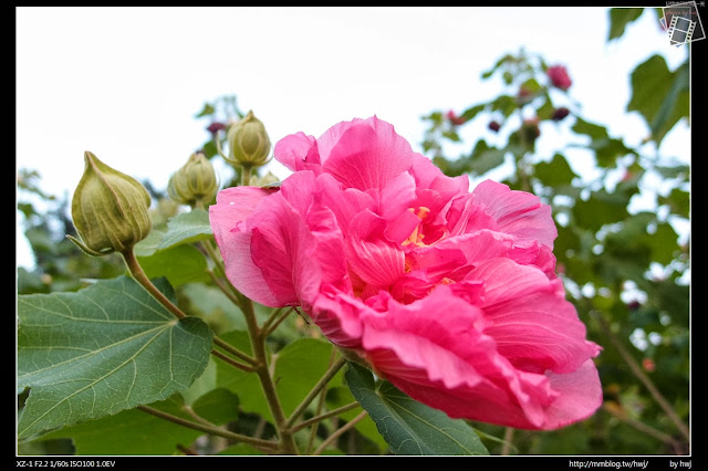 2013-10-01 中興小秘境-三色芙蓉花