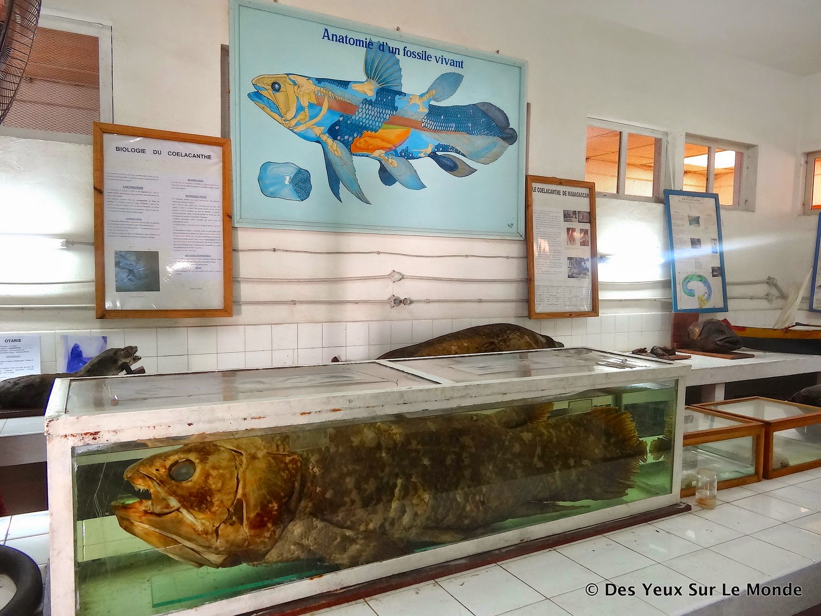 rencontre avec le coelacanthe